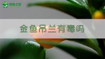 金鱼吊兰有毒吗