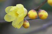 腊梅花种子能种吗(附图片)，腊梅花种子的种植方法