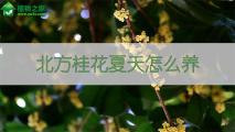 北方桂花夏天怎么养