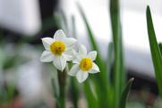 水仙花三大培植方法，土培/水培/沙培(附繁殖方法)