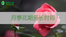 月季花期多长时间