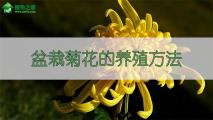 盆栽菊花的养殖方法