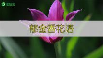 郁金香花语