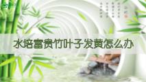 水培富贵竹叶子发黄怎么办