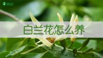 白兰花怎么养