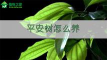 平安树怎么养