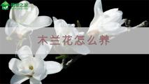 木兰花怎么养