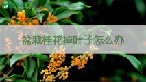 盆栽桂花掉叶子怎么办