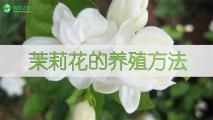 茉莉花的养殖方法