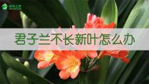 君子兰不长新叶怎么办