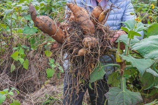 雪莲果适合什么地方种植