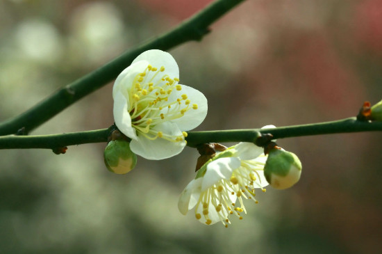 绿梅花的花语和寓意