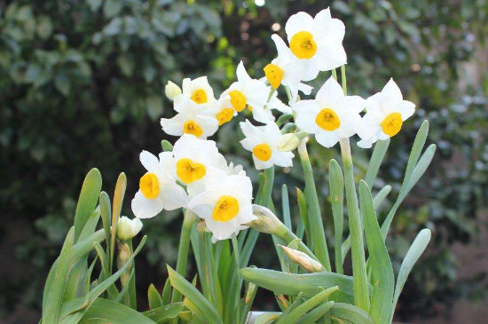 水仙花是什么季节开