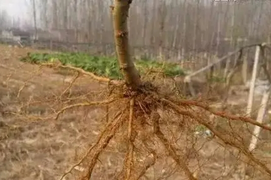 植物生长最快的部分是