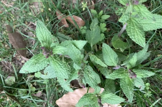 荔枝草和癞蛤蟆草是一种吗