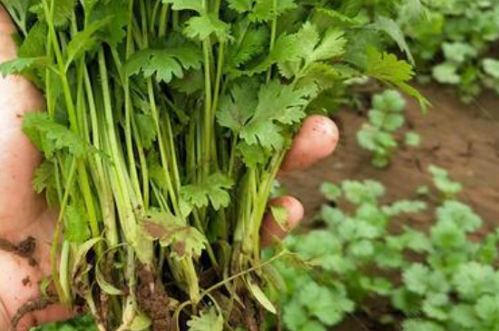 香菜带根能栽到花盆里养活吗