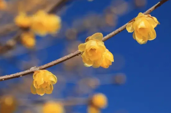 黄腊梅的花语和象征