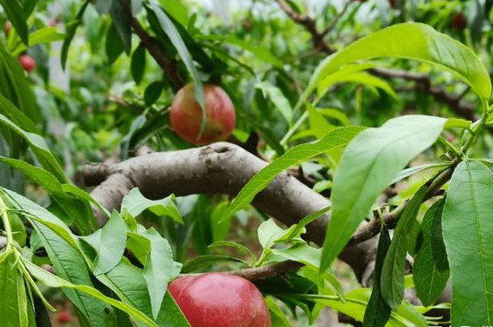 中油24油桃可以种植吗