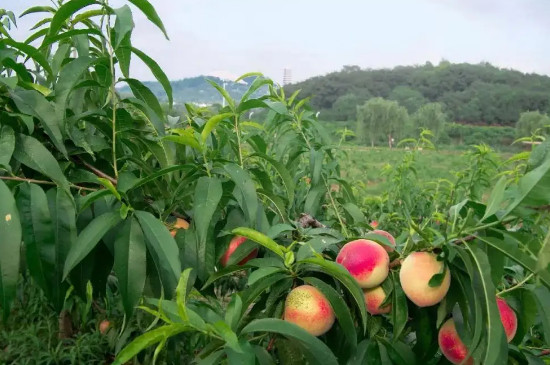 中油24油桃可以种植吗