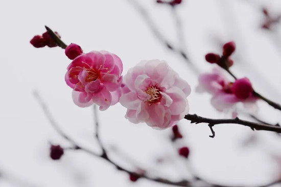 红梅几月开花