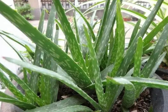 芦荟多久浇一次水合适