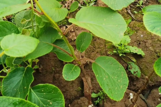 猕猴桃适宜的种植海拔是多少