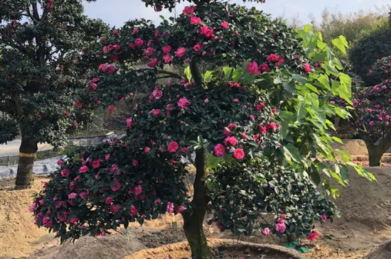 茶梅一年能开几次花