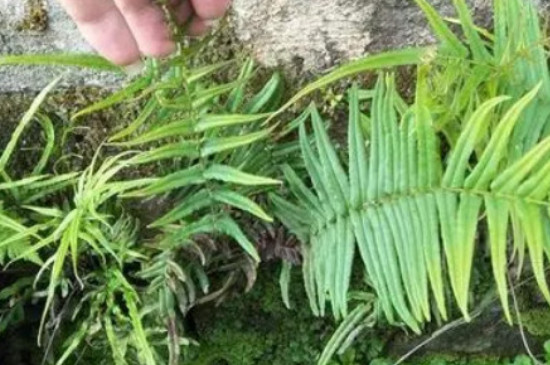 被子植物和裸子植物的区别