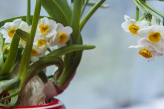 水仙花花苞变黄怎么办