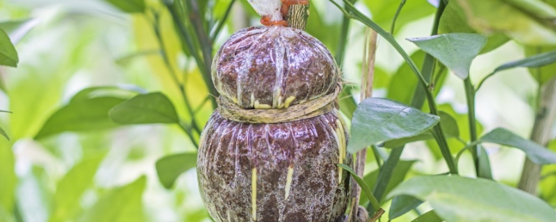 茶花的繁殖和扦插方法