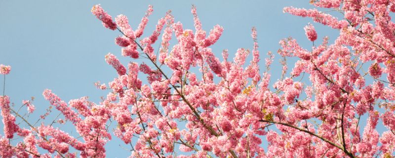 樱花又叫什么花