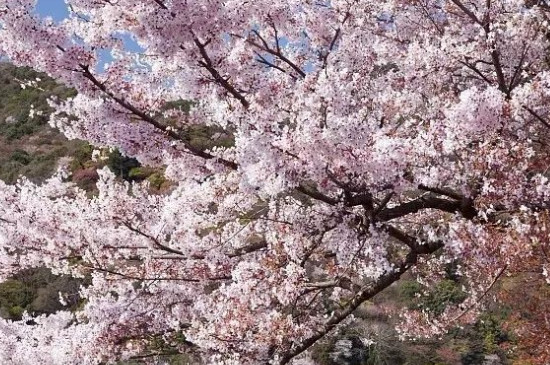 樱花又叫什么花