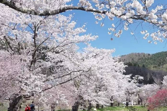 樱花又叫什么花