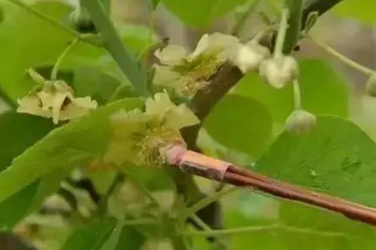 猕猴桃开花不结果的原因