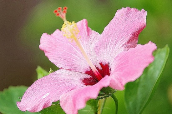 表白花束怎么选择