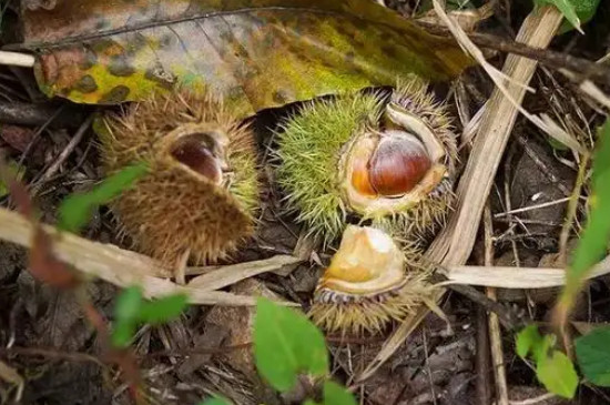 十种植物的传播方法