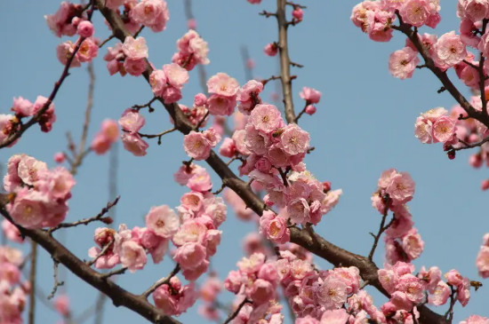 梅花不开花是怎么回事