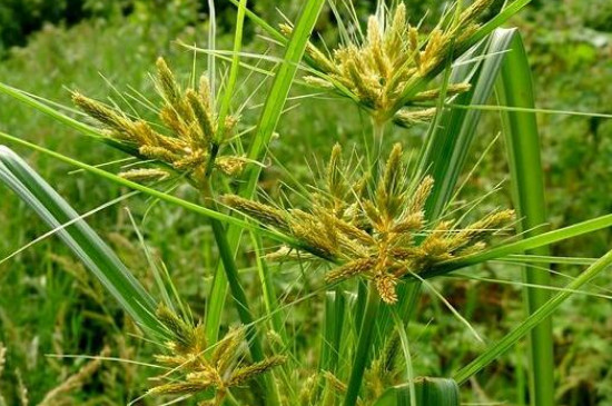 农村常见的50种野花野草