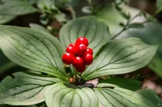 茱萸是什么植物