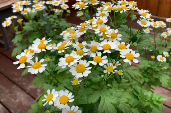 洋甘菊的花语及寓意