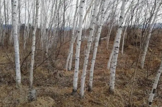 白桦树有什么特点