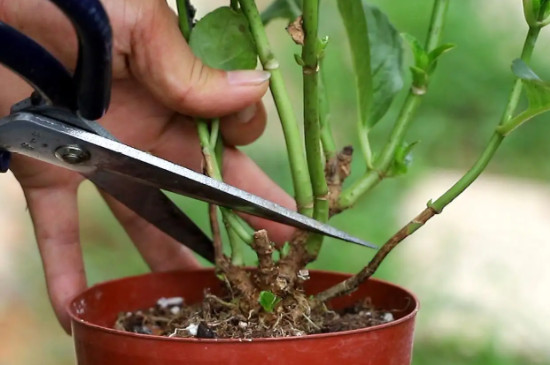 绣球花盆栽的养护