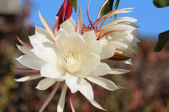 昙花多久开一次花