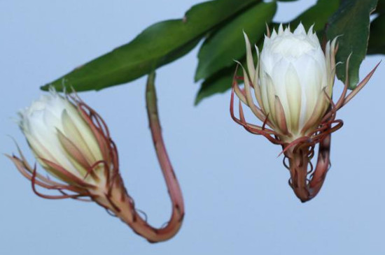 昙花多久开一次花