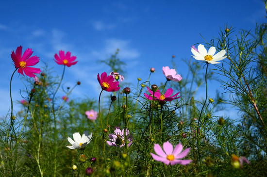 吉祥花是什么花