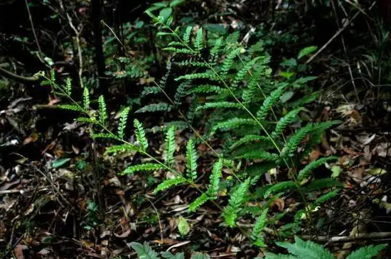 水生植物和陆生植物的相同点和不同点