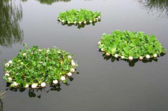 水生植物和陆生植物的相同点和不同点