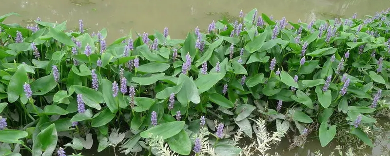 水生植物和陆生植物的相同点和不同点