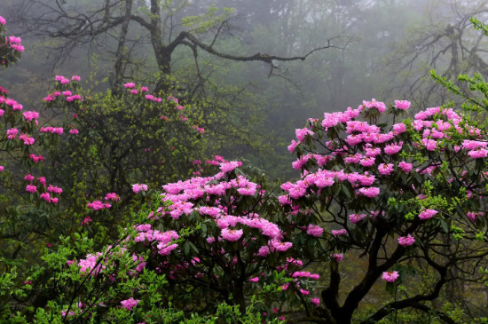 高山杜鹃一年开几次花