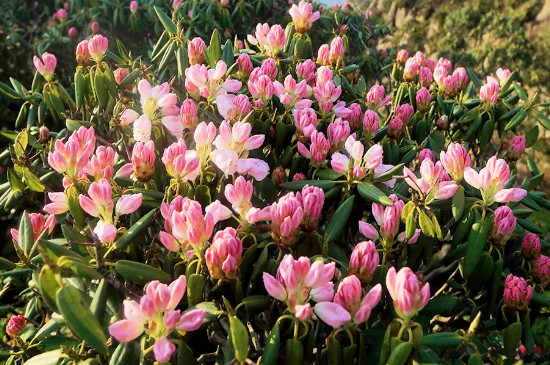 高山杜鹃一年开几次花